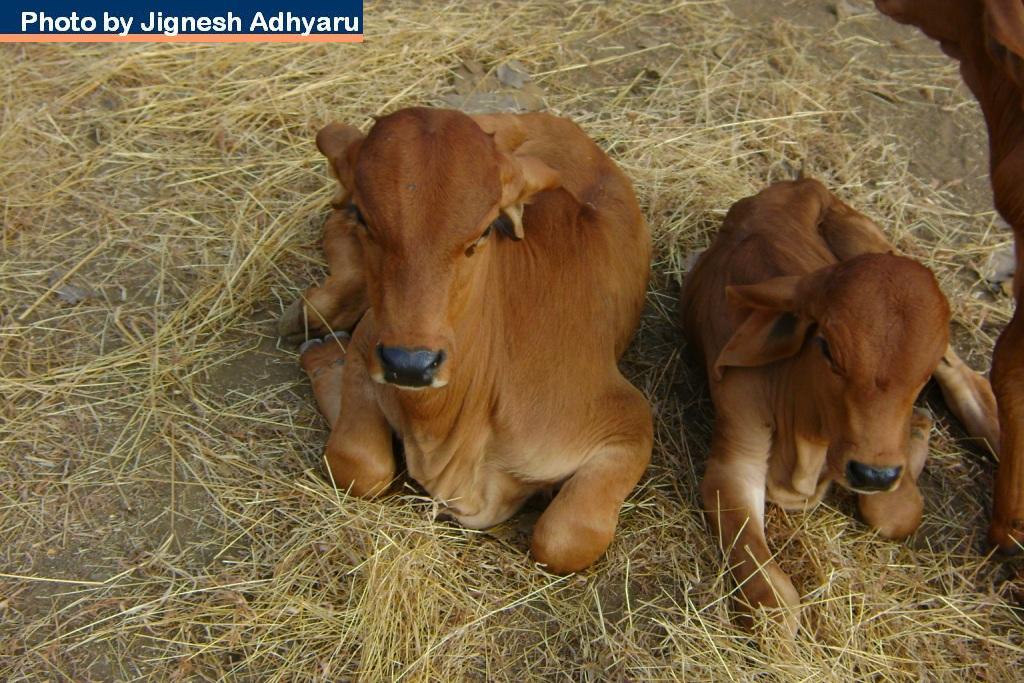 ગાયમાતાની વ્યથા