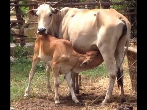 ગાયનું દુધ